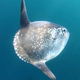 Mola tecta spotted in Chile. (Image Courtesy of César Villarroel, ExploraSub)